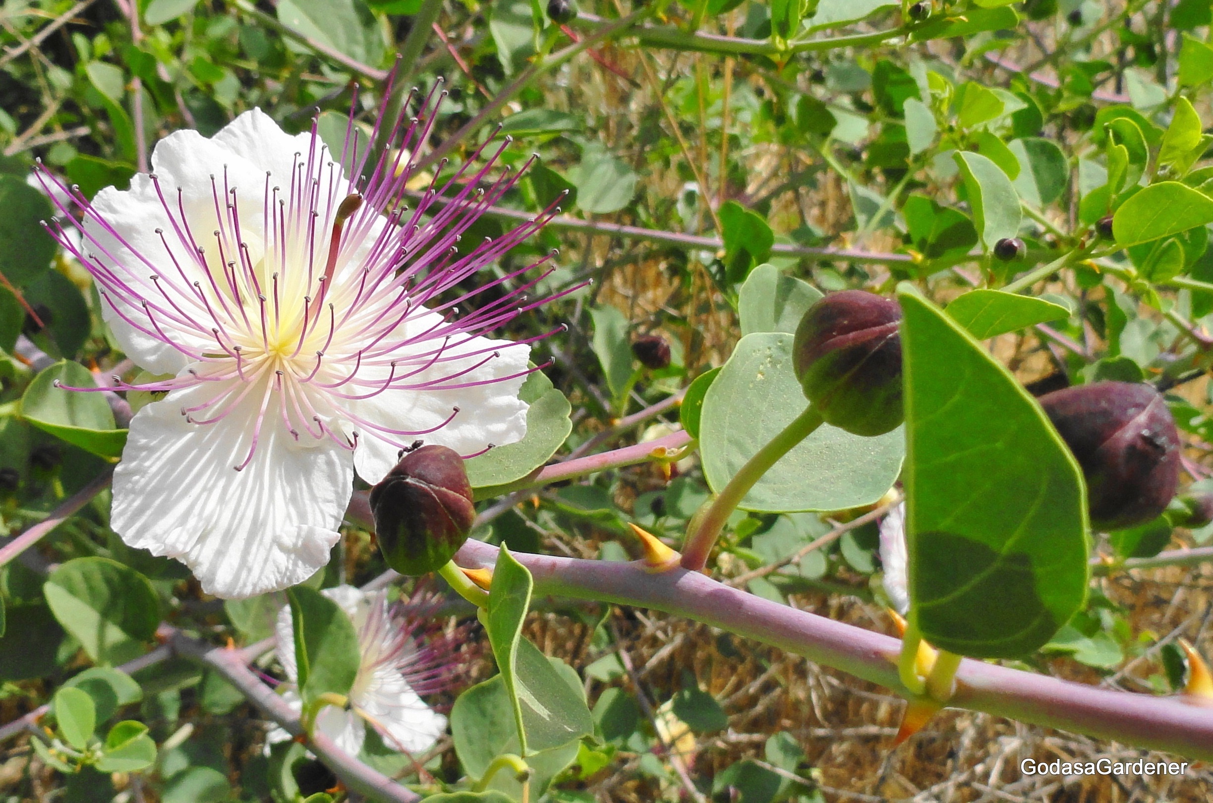 Capparis spinosa